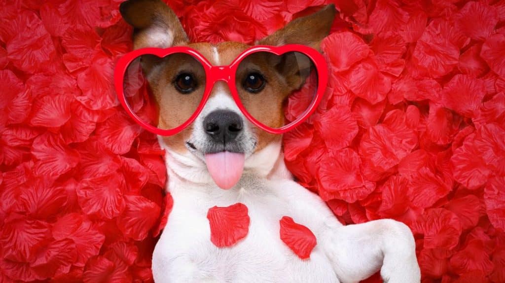 A dog lying among rose petals and wearing glasses with hearts